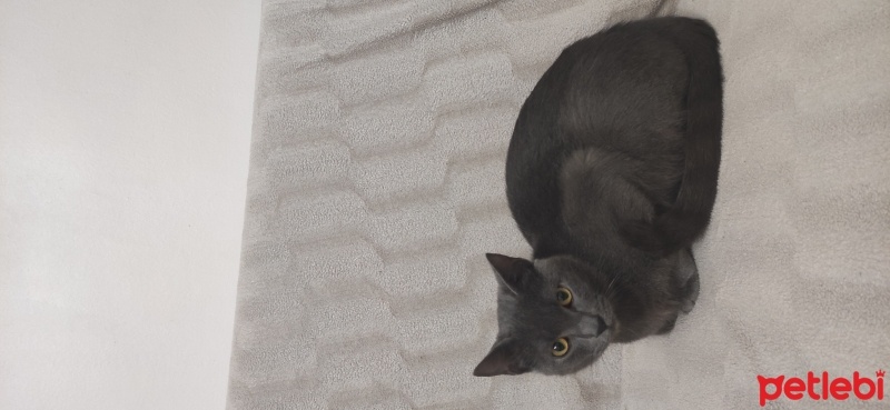 Korat, Kedi  Duman fotoğrafı
