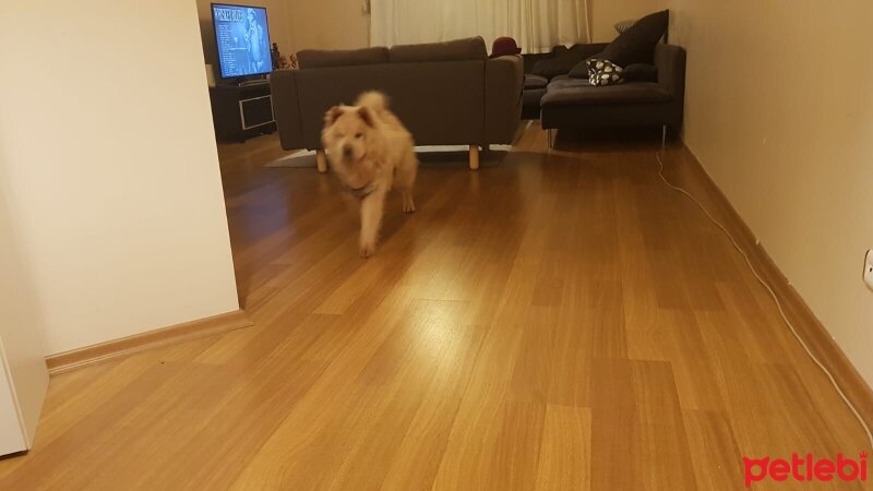 Chow Chow (çin Aslanı), Köpek  Ceku fotoğrafı