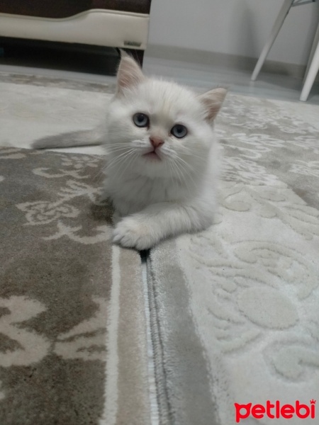 Scottish Fold, Kedi  Bulut fotoğrafı