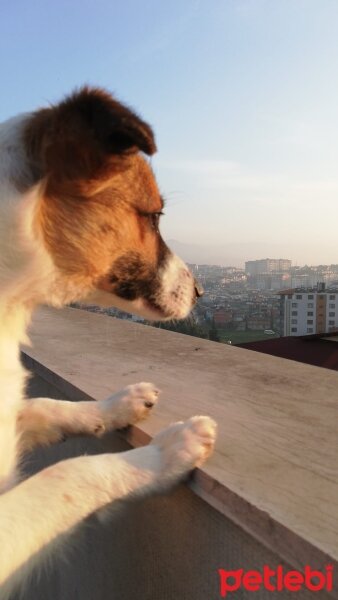 Russian Spaniel, Köpek  Badem fotoğrafı