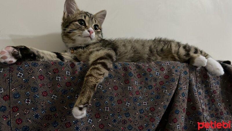 Tekir Kedi, Kedi  MERCAN fotoğrafı