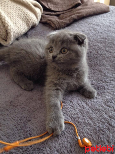 Scottish Fold, Kedi  Isaac fotoğrafı