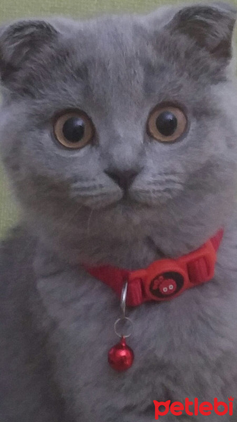 Scottish Fold, Kedi  Isaac fotoğrafı