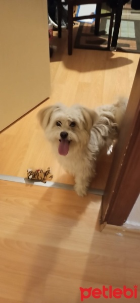 Maltese, Köpek  Çiço fotoğrafı