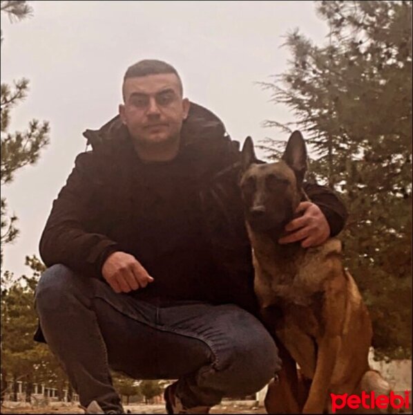 Belçika Malinois, Köpek  kara fotoğrafı