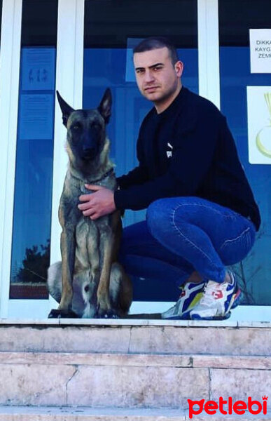 Belçika Malinois, Köpek  kara fotoğrafı