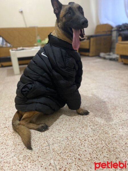 Belçika Malinois, Köpek  kara fotoğrafı