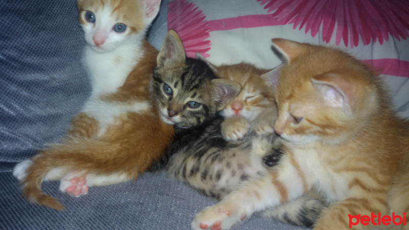 Tekir Kedi, Kedi  3 yavru kedi yuva arıyo fotoğrafı