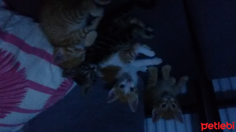 Tekir Kedi, Kedi  3 yavru kedi yuva arıyo fotoğrafı