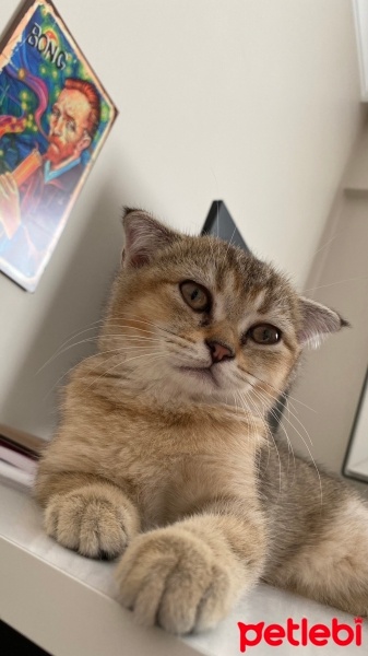 Scottish Fold, Kedi  Minnoş fotoğrafı