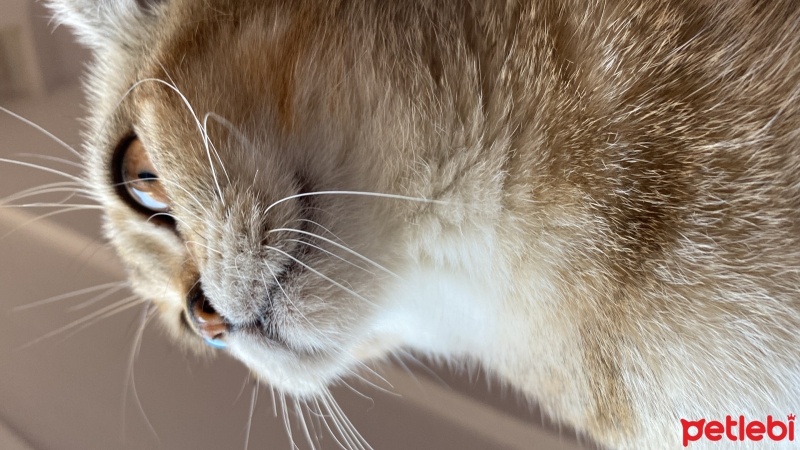 Scottish Fold, Kedi  Minnoş fotoğrafı