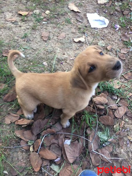 Sokö (Sokak Köpeği), Köpek  Paşa fotoğrafı