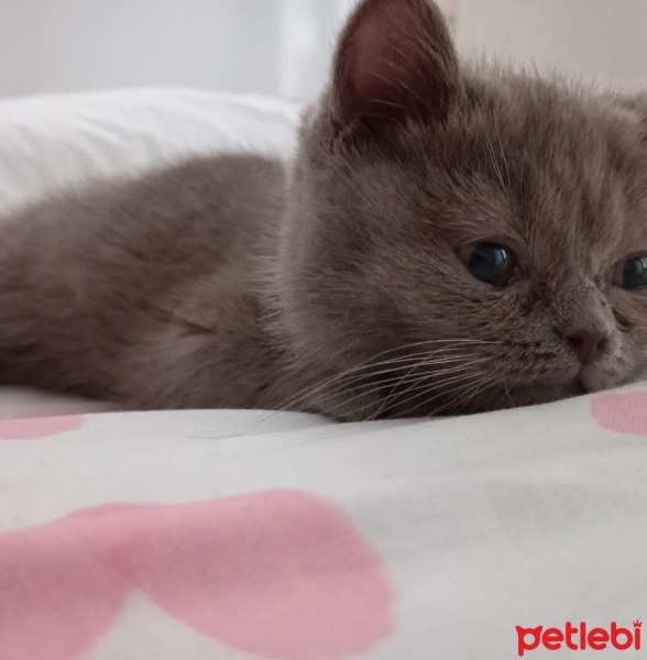 British Shorthair, Kedi  Mia fotoğrafı