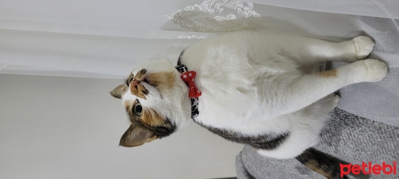 Tekir Kedi, Kedi  Asena fotoğrafı