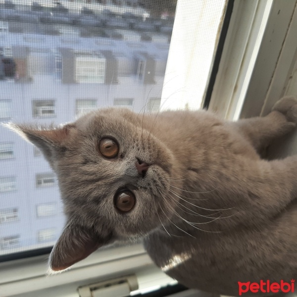 British Shorthair, Kedi  Luna fotoğrafı