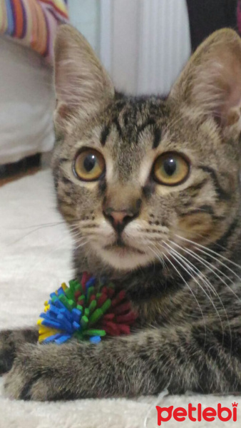 Tekir Kedi, Kedi  Pati fotoğrafı