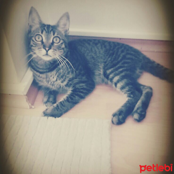 Tekir Kedi, Kedi  Pati fotoğrafı