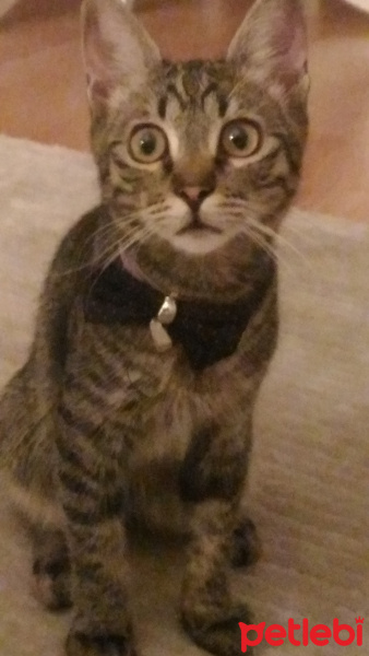 Tekir Kedi, Kedi  Pati fotoğrafı