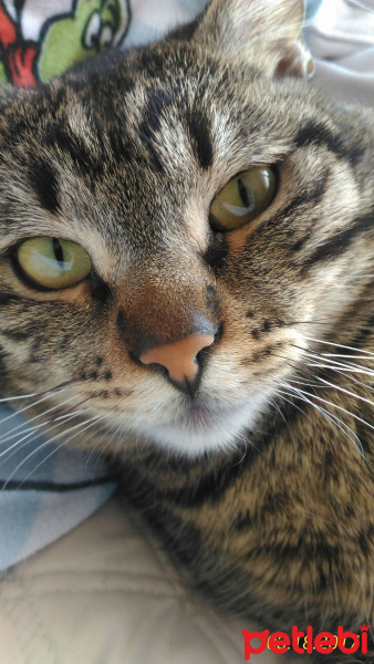 Tekir Kedi, Kedi  Pati fotoğrafı