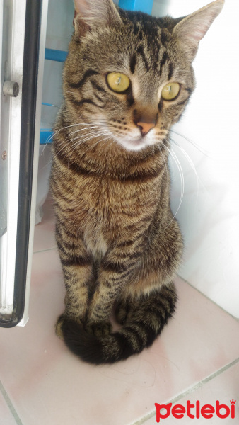 Tekir Kedi, Kedi  Pati fotoğrafı