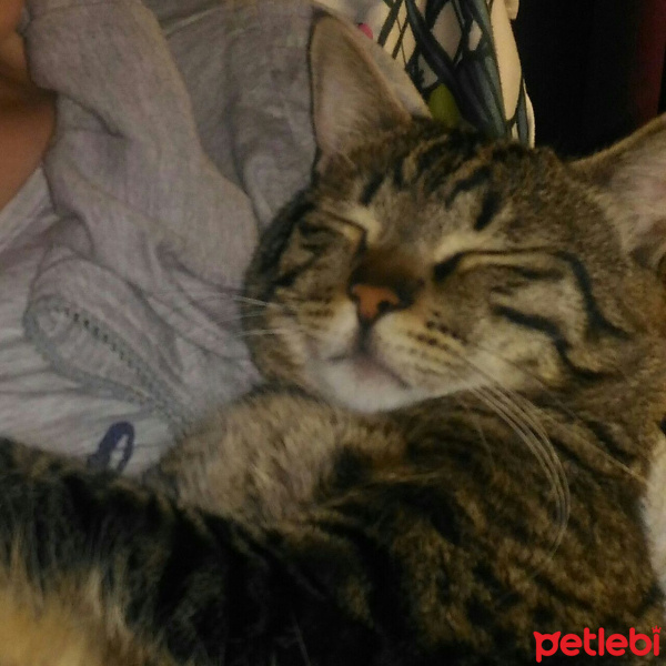 Tekir Kedi, Kedi  Pati fotoğrafı