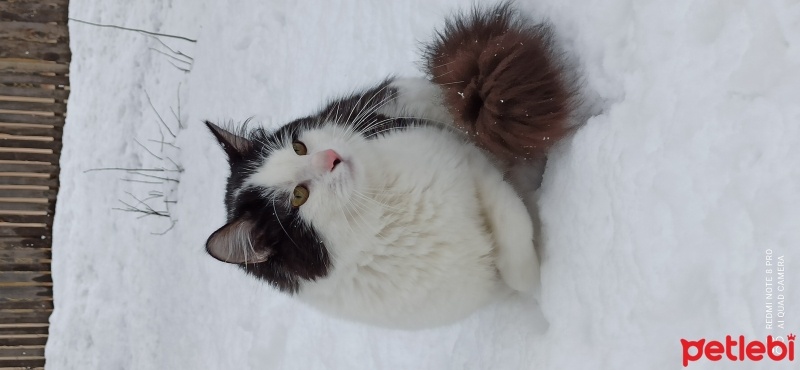 Norwegian Forest, Kedi  Berduş fotoğrafı