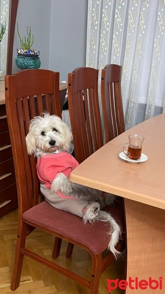 Maltese, Köpek  Lora fotoğrafı