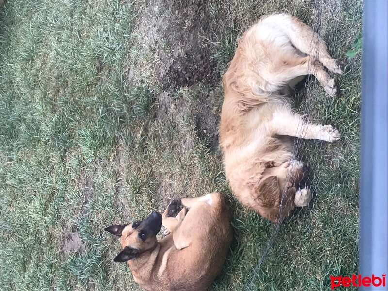 Belçika Malinois, Köpek  Nefes fotoğrafı