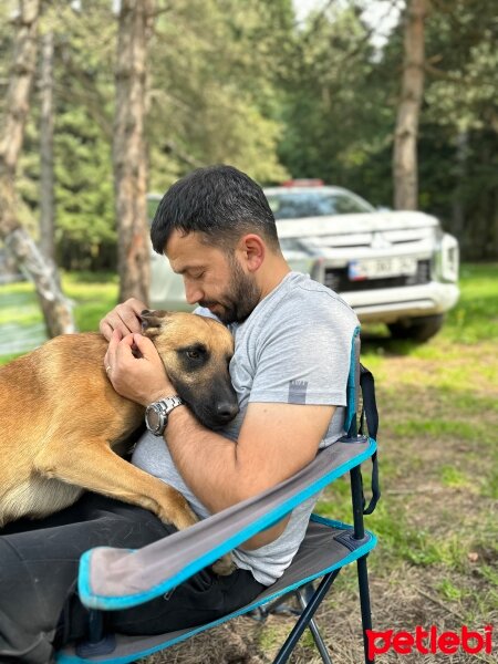 Belçika Malinois, Köpek  Nefes fotoğrafı