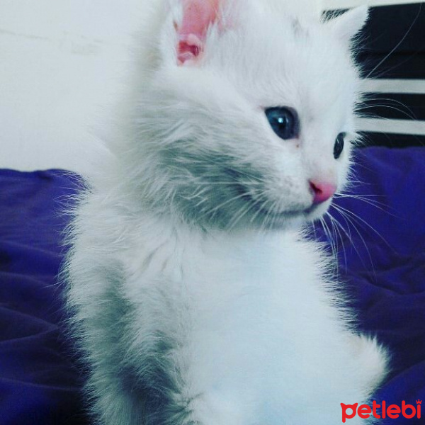 Ankara Kedisi, Kedi  Hera fotoğrafı