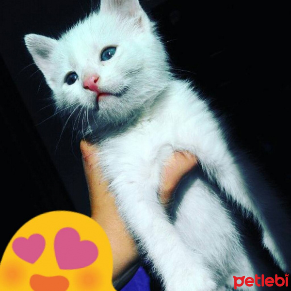 Ankara Kedisi, Kedi  Hera fotoğrafı