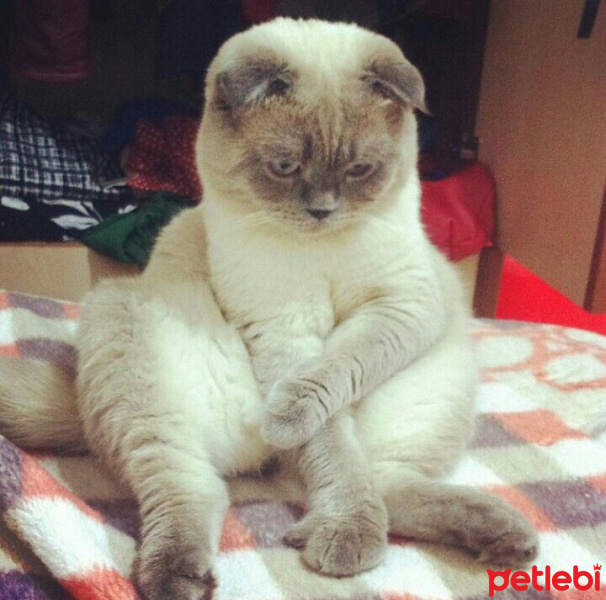 Ankara Kedisi, Kedi  Hera fotoğrafı