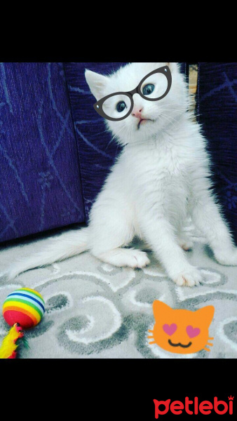 Ankara Kedisi, Kedi  Hera fotoğrafı
