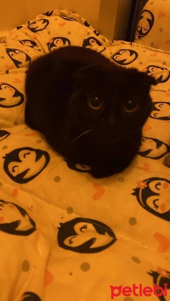 Scottish Fold, Kedi  Gece fotoğrafı