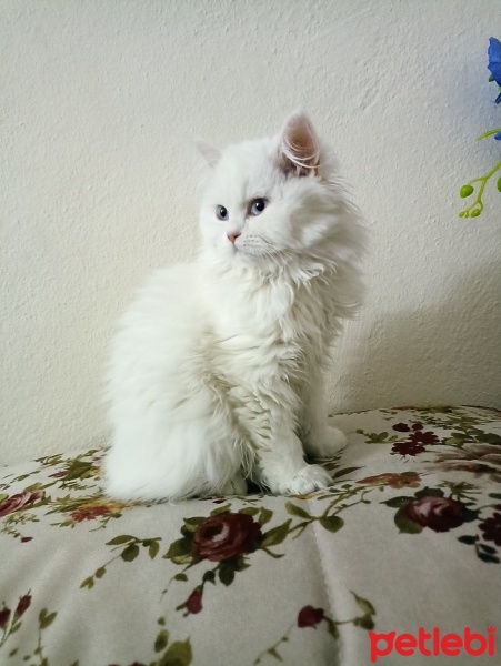 British Longhair, Kedi  Luna fotoğrafı
