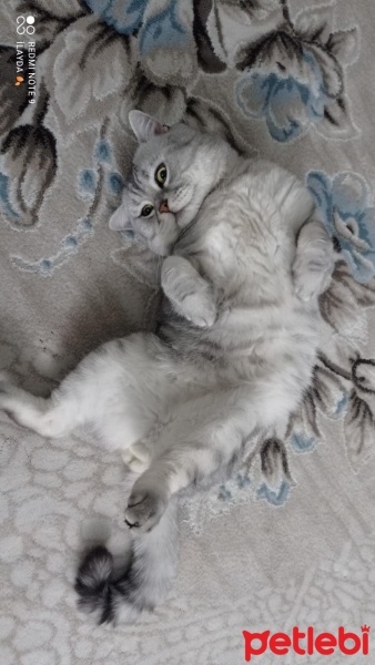 British Shorthair, Kedi  Duman fotoğrafı