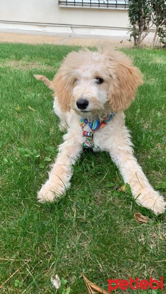 Poodle(Standart Kaniş), Köpek  Pastel fotoğrafı