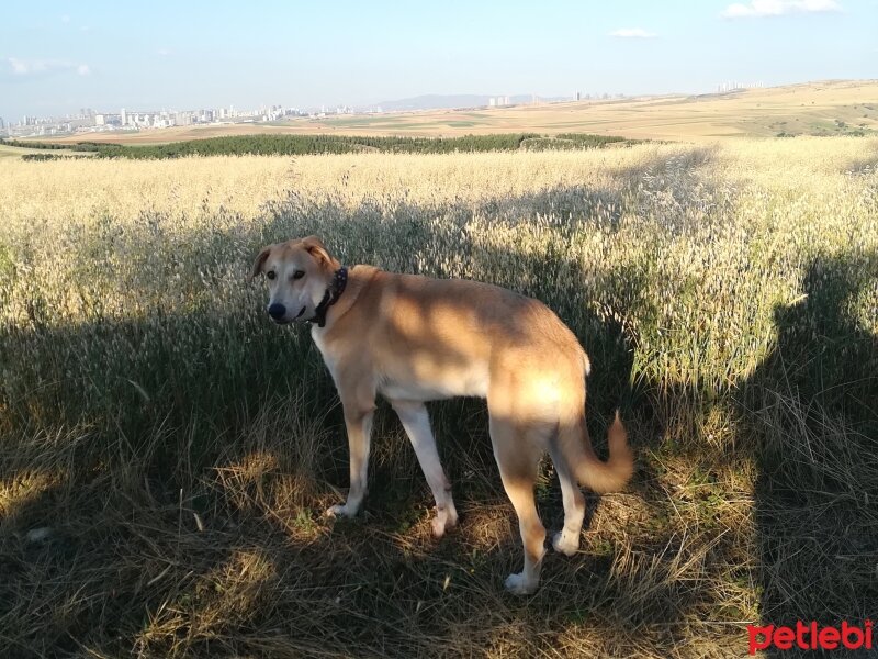 Labrador Retriever, Köpek  Bambam fotoğrafı