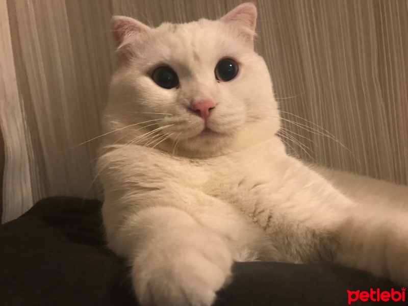 Scottish Fold, Kedi  Kömür fotoğrafı