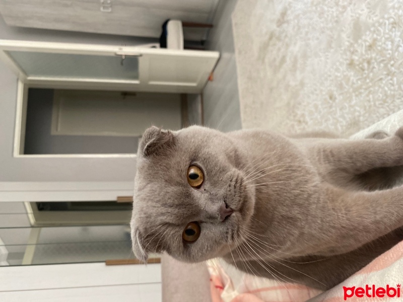 Scottish Fold, Kedi  Yumak fotoğrafı