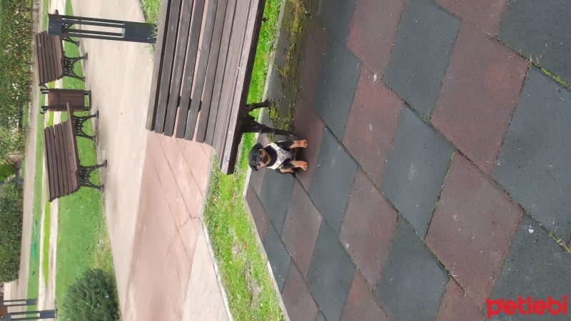 Rottweiler, Köpek  ateş fotoğrafı