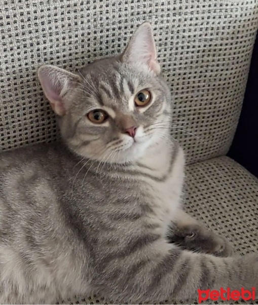 British Shorthair, Kedi  luna fotoğrafı