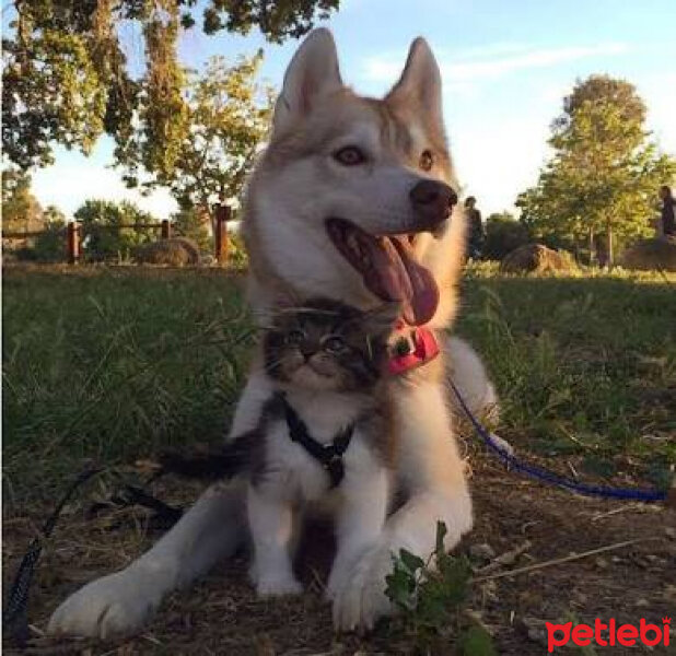 Sibirya Kurdu (Husky), Köpek  Bonbon fotoğrafı