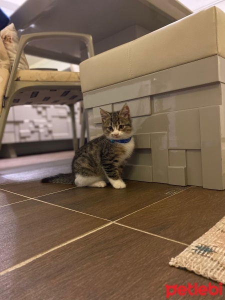 Tekir Kedi, Kedi  Köpük fotoğrafı
