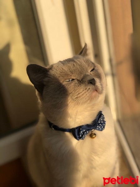 British Shorthair, Kedi  Bulut fotoğrafı