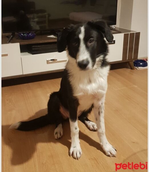 Border Collie, Köpek  BUFFY fotoğrafı