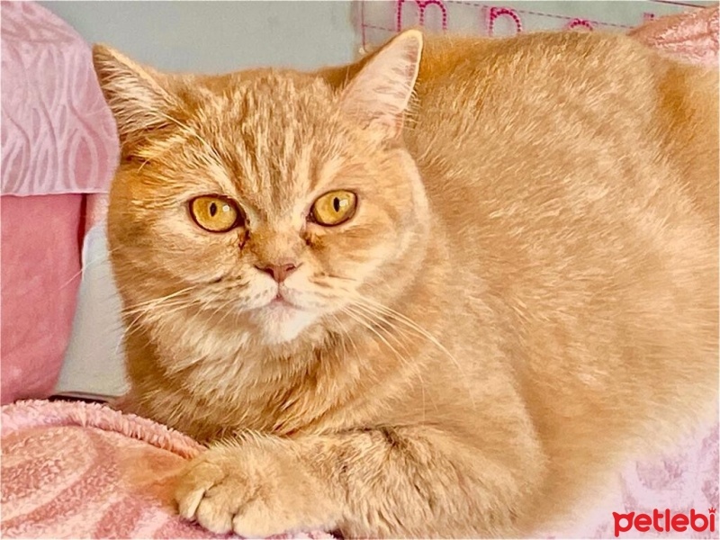 Scottish Fold, Kedi  Şeker fotoğrafı