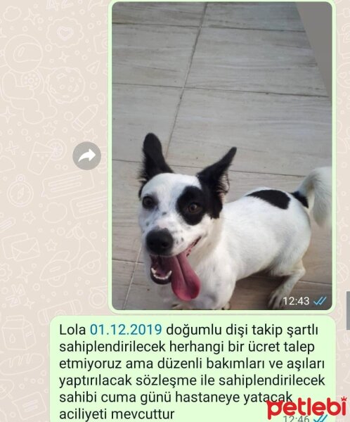 Jack Russell Terrier, Köpek  Lola fotoğrafı