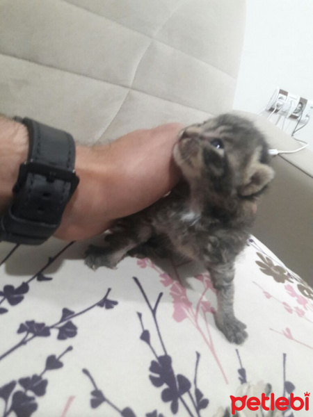 Birman, Kedi  Lala fotoğrafı