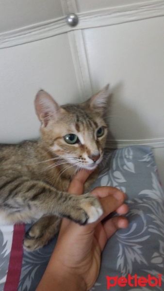 Tekir Kedi, Kedi  Tekir fotoğrafı